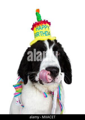 Funny head shot of black and white Landseer pup dog wearing birthday party hat and garlands isolated on white background looking at camera while stick Stock Photo