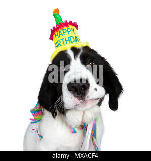Funny head shot of black and white Landseer pup dog wearing birthday party hat and garlands isolated on white background looking at camera very bored Stock Photo