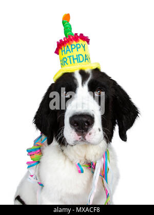 Funny head shot of black and white Landseer pup dog wearing birthday party hat and garlands isolated on white background looking at camera Stock Photo