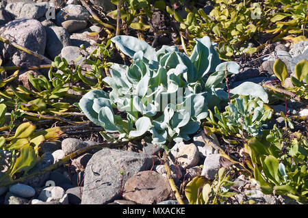 Oysterleaf (Mertensia maritima). Known as Oysterplant and Sea bluebells also. Stock Photo