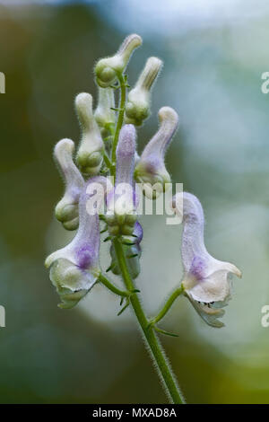 White monkshood (Aconitum alboviolaceum). Stock Photo