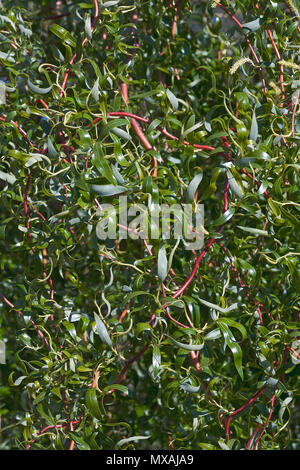 Scarlet Curl Corkscrew willow (Salix x matsudana Scarcuzam). Known as Hankow willow and Peking willow also. Stock Photo