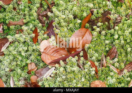 Dry leaf on green sphagnum moss background Stock Photo