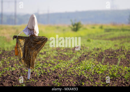 Close-up of funny scarecrow guarding from birds tender green sprouts in plowed field on blurred spring sunny rural background. Farming, agriculture an Stock Photo