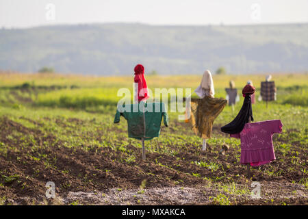 Close-up of funny scarecrows guarding from birds tender green sprouts in plowed field on blurred bright sunny rural background. Farming, agriculture a Stock Photo