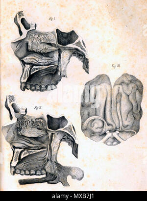 . Antonio Scarpa (1752-1832): Anatomicarum annotationum, 1779. January 2008. McLeod 545 Scarpa olfactory glands Stock Photo