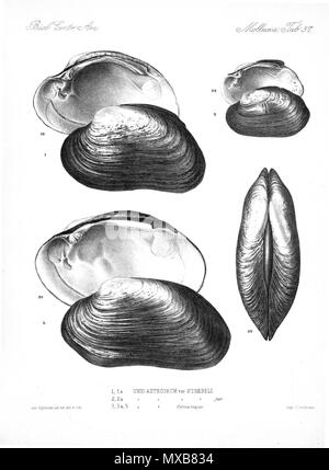 . Español: Eduard Von Marten 1890-1901: Biologia Centrali – America Land & Freshwater Mollusca (laminas del libro) . between 1890 and 1901. Eduard Von Marten (1831-1904) 179 Eduard Von Marten 1890-1901 778