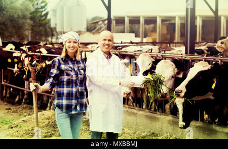 Portrait two workers of vets working with milky cows in cowhouse outdoors