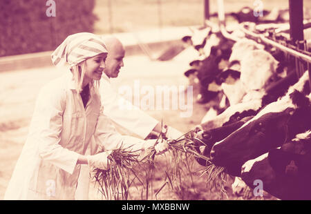Professional vets working with cows in cowhouse outdoors
