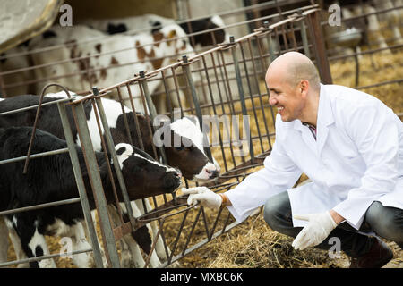 Cheerful smiling mature veterinarian inspecting calves in livestock farm Stock Photo