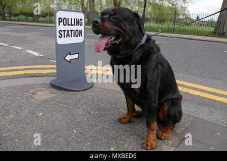 A voter arrives with his dog at a polling station during the UK 2026 ...