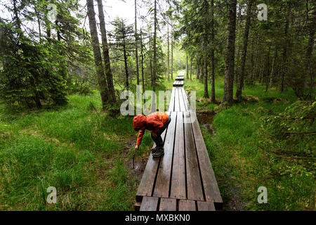 Young boy in orange jacket playing with a stick in swamp on a forest boardwalk in dramatic pine forest Stock Photo