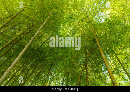 A bamboo grove in Tokyo, Japan with the sun shining through the green canopy Stock Photo