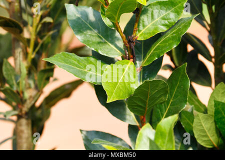 Bay leaf tree (Laurus nobilis) (bay laurel/laurel tree) the aromatic leaves use for seasoning in cooking, native to the mediterranean region. Stock Photo