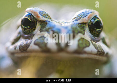 The European green toad (Bufo viridis) is a species of toad found in mainland Europe. Macro portrait Stock Photo