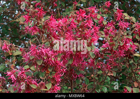 Redleaf loropetalum (Loropetalum chinense var. rubrum). Stock Photo