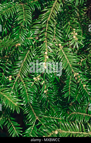 Japanese torreya (Torreya nucifera). Called Japanese nutmeg-yew and Kaya also. Stock Photo