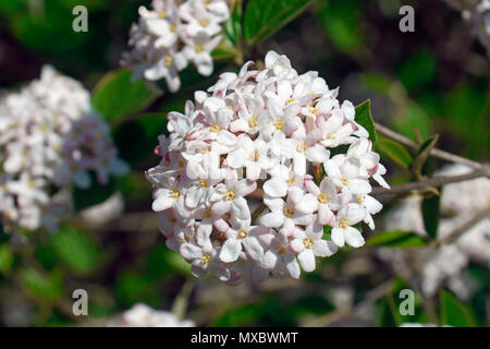 Mohawk viburnum (Viburnum x Burkwoodii Mohawk). One of hybrids between Viburnum carlesii and Viburnum utile. Stock Photo