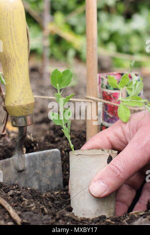 Lathyrus odoratus. Planting young sweet pea plants in recycled paper pots at the base of cane wigwam plant supports, spring, UK Stock Photo