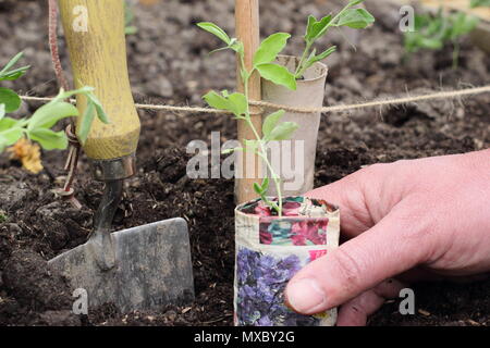 Lathyrus odoratus. Planting young sweet pea plants in recycled paper pots at the base of cane wigwam plant supports, spring, UK Stock Photo