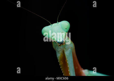 green praying mantis. Hierodula s.p Stock Photo