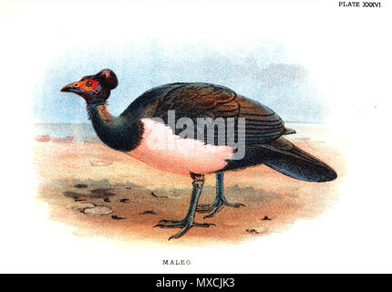 . antique lithograph Print of 'MALEO (Celebes, Sanghir Islands, Indonesia)' published in 1896 for 'Lloyd's Natural History of Game Birds' by W.R.Ogilvie-Grant. Real size of printed area is 5' x 7' (13x18cm). published in 1896. This file is lacking author information. 390 Maleo bird Stock Photo