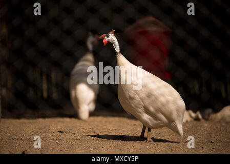 White Guinea Fowl in a cage. Stock Photo