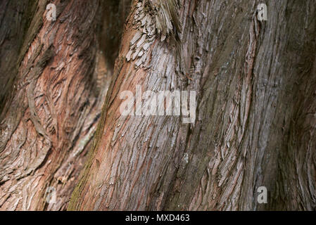 Metasequoia glyptostroboides bark Stock Photo