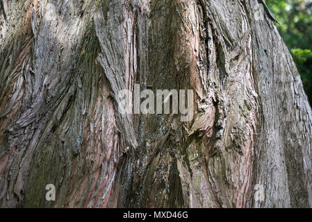 Metasequoia glyptostroboides bark Stock Photo