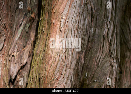 Metasequoia glyptostroboides bark Stock Photo