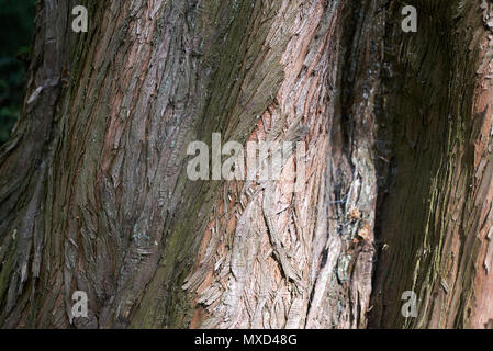 Metasequoia glyptostroboides bark Stock Photo