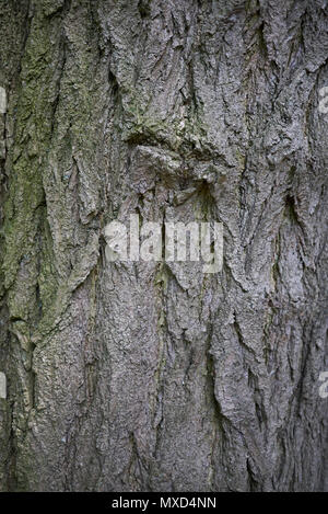 Styphnolobium japonicum bark Stock Photo