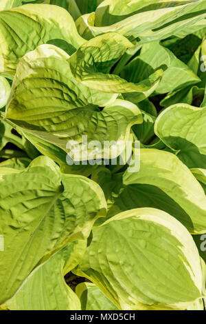 Hosta are widely-cultivated ground cover plants need very little sun 2018 Stock Photo