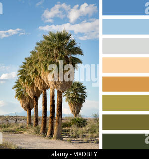 A neat row of palm trees in the Nevada desert, USA, in a colour palette with complimentary colour swatches. Stock Photo