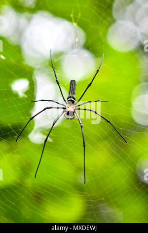 The Giant golden orb weaver Stock Photo