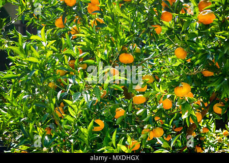 Mandarin tree with ripe orange fruits. Stock Photo
