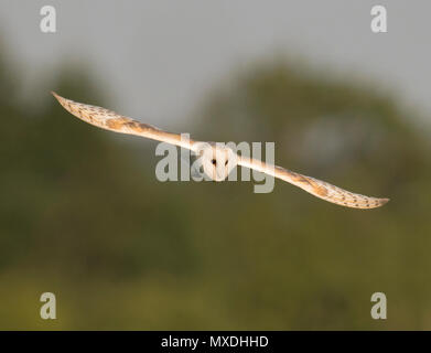 A wild Barn Owl (Tyto alba) glides over a Norfolk meadow hunting for voles Stock Photo