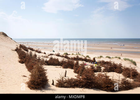 Recycled Christmas trees used for sand dune restoration along Formby beach, Merseyside, England, UK Stock Photo