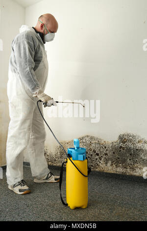 Expert in combating mold in an apartment Stock Photo