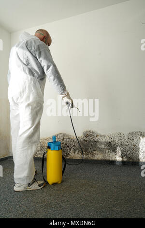 Expert in combating mold in an apartment Stock Photo