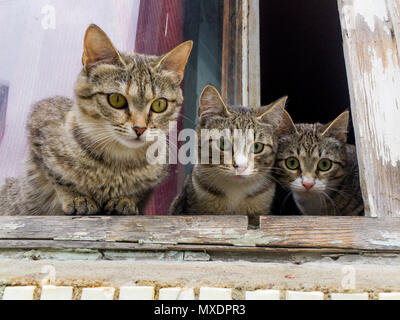 Three curious kittens sit on the window and look at the street Stock Photo