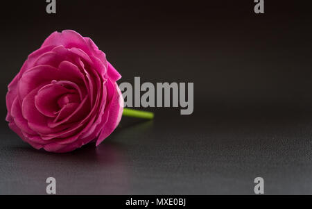 pink rose on dark leather surface close up Stock Photo