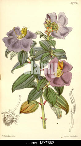 . Osbeckia aspera, Melastomataceae . 1858. Fitch, del. et lith. 459 Osbeckia aspera 84-5085 Stock Photo