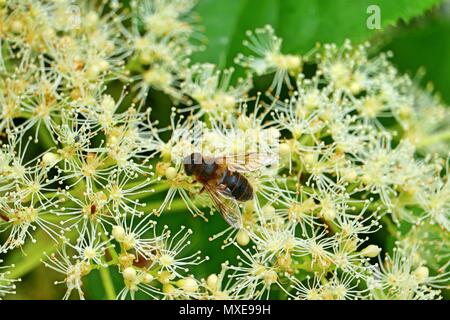 A honeybee has landed on the white blossom of a guelder rose in the month of June in Germany Stock Photo