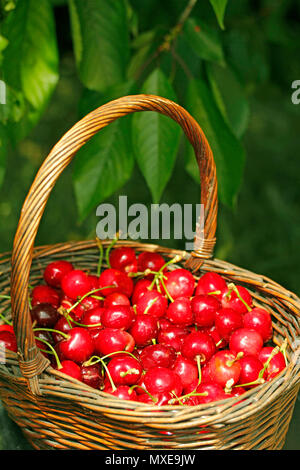 basket, cherries, harvest, baskets, cherry, harvests Stock Photo - Alamy