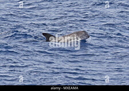 Risso's Dolphin (Grampus griseus) adult at surface  eastern Atlantic Ocean, north of Cape Verde                 May Stock Photo