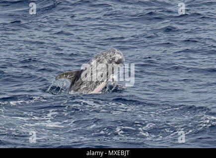 Risso's Dolphin (Grampus griseus) adult breaching  eastern Atlantic Ocean, north of Cape Verde                 May Stock Photo