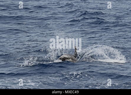 Risso's Dolphin (Grampus griseus) adult landing in sea after breaching  eastern Atlantic Ocean, north of Cape Verde                 May Stock Photo