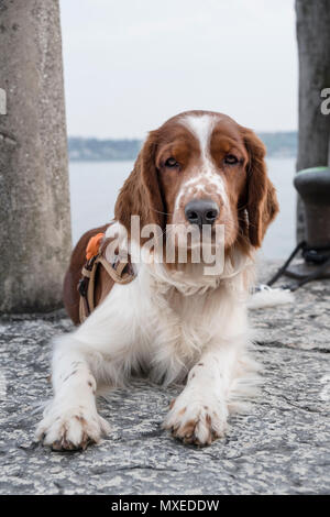 Nice young Welsh Springer Spaniel sitting on a stone pier looking into the camera on a sunny day. Stock Photo