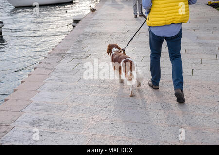 A man walks his long haired Welsh Springer Spaniel dog along the pier in Italy with tourists and a duck in front, boats in the water by the side Stock Photo